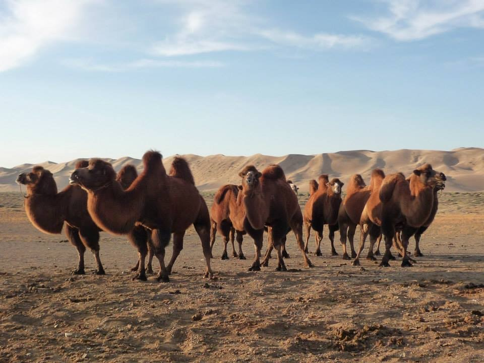 Camels