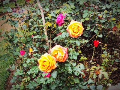 Roses