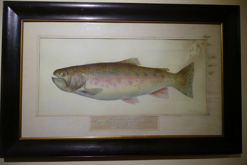 hill-club-trout