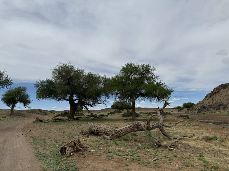 Mongolian Elm